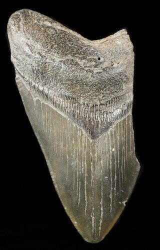 Partial, Fossil Megalodon Tooth #47597